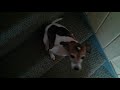 Jack Russell Terrier Mix Jumps Into The Bathtub