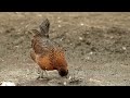 Pheasant breeding chickens