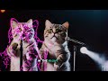 Wild dreams. A cat's song. 🐈 AI-generated songs, music, images, and videos. #catsong #cats