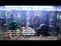 2 minutes of aquarium ambiance