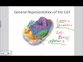 Cell and Organelles.wmv