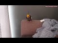 Monty The Naughty Cockatiel singing his canary song. #monty #viral #birdsinging