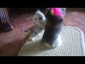 Persian kittens playing in the living room