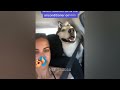 😻#🥰🐶CLASSIC Dog and Cat Videos1💖 HOURS of FUNNY Clips🐶🐶