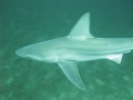 Scuba diving with a pair of sandbar sharks