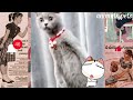 Top the Cat 🥰 happy and 🤣funny || animals s33
