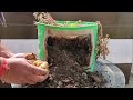 How To Plant Potatoes | Get 5 KG Potatoes From 1 Potato | SEED TO HARVEST