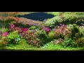 Healing Dutch Aquarium | Aquascape • Fixed 3hours 4K HDR 60fps • Water sound