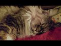 Gynsy, the Maine Coon sleeping...and snoring.