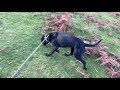 Teaching a dog to recall - come INSTANTLY when called. 100% REAL dog training. Clip 1-raw material