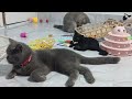 Funniest Dogs And Cats Videos 2024🤔You Laugh You Lose🐶