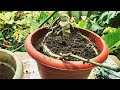 How to Grow Huge Monstera Deliciosa || Maintenance and Repot || Tips and Tricks