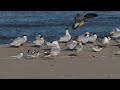 North American Caspian and Forster's Terns rest and preen on a northern USA beach during the Spring