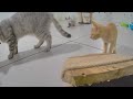 The Most Adorable and Funny Pet Moments Ever 🤣😹 Best Funniest Catss Video 2024 🐱🤣