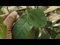 ছাদের উপর বস্তায় বেগুন চাষের সহজ পদ্ধতি/brinjal plant care/Green Friends/