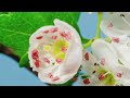 Beautiful blooming flowers time lapse video: 1 hour deep concentration music.