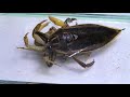 Crab vs Giant Water Bug