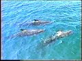 Wonderful Whales Volume 4 (1995, Cetacean Video, VHS)