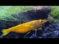 Pregnant female red cherry shrimp passing eggs from her ovaries caught on film!!