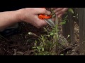 Planting a Clematis