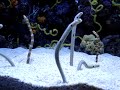 Garden eels! (Heteroconger).