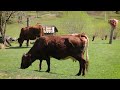 5 Days Away From Civilization: Happy Hard Life of a Family in a Remote Mountain Village