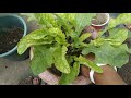 gerbera plant reporting 🌼💮🌼💮 /Mukta ki Duniya