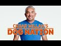 These Dogs Attack Everyone! | Dog Nation Episode 5 - Part 2