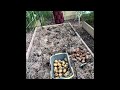 2024 Potatoes Harvest