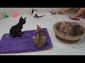 Guilty Dog and cat is so funny😬🐶Try Not to Laugh🐕2024