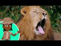 LIONS 🦁 Animals FOR KIDS - Episode 1
