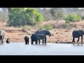 Lion pride drinking at Jones Dam S36 in Kruger National Park 13 July 2024