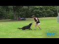 THE MOST IMPORTANT COMMAND IN DOG TRAINING || Ivan Balabanov's 