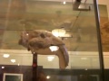 Dinosaur News Center Museum Tour: Hall of Mammals