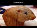 That muffin is looking awfully like a hamster