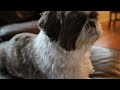 Cute Shih Tzu Stays Up on The Couch