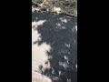 Solar eclipse 2017 leaf shadows