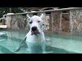 Happy Great Dane Allowed to Go For a Swim