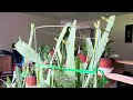 种令箭荷花用架子架起来的好处The benefits of making orchid cactus set up on a shelf #orchidcactus#令箭荷花