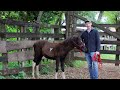 Training A WILD Foal! From First Touch To Haltering! | Foal Training [EP1]