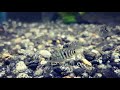 Thank you! 700 Subs | Hybrid Fry Update 9 weeks | Texas and Convict Cichlid