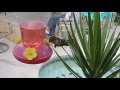 Californian Humming Bird Slow Mo