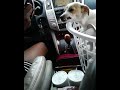 Dog was mad to go back home