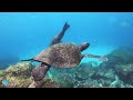 4K Aquarium Video - Colorful Marine Creatures with Relaxing Music