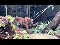 Singapore Zoo Guide|| World's best Rainforest Zoo ! 4K Tour || Best Zoo in Asia