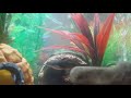 New aquarium arrangement, and new snail!