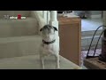 Talking Dog Compilation- Some of the Funniest Talking Dogs!