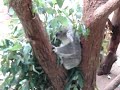 Koala eating eucalyptus leaves