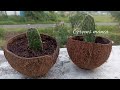 Live plants packing & Unboxing/canna lily, cactus varieties/Harin home garden/plants swapping