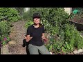 What Can I Plant in June in the Vegetable Garden?